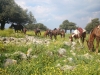 Horses grazing on Hitin Horns