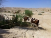 Break in Judea Desert